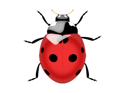 Ladybug illustration psd file